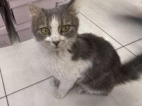 Uslu sevecen ev kedisi sokağa atılmış
