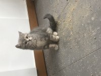 2 erkek 1 dişi 65 günlük british shorthair yavruları