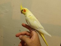 45 50 günlük ele alışkın full evcil lutino sultan bebekler