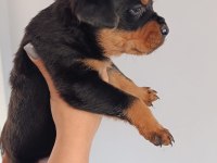 A KALİTE ROTTWEİLER YAVRULARIM