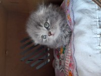 Dişi Safkan Scottish Fold