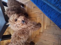 5 aylık dişi toy poodle