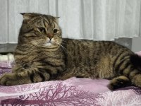 ÜCRETSİZ SAHİPLENDİRME SCOTTİSH FOLD KEDİMİZ