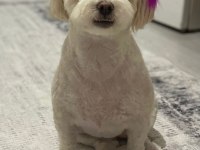 Terrier Dişi Kısır Köpeğimiz