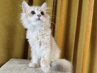 British longhair kedimiz paşa