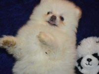 Pomeranian boo kızımız
