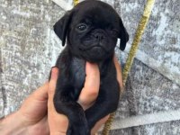 SİYAH DİŞİ PUG YAVRULARI