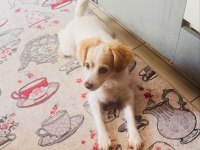 Kızıma (dişi köpeğime) bakabilecek bir aile