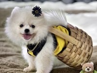 Antalyada 3 aylık erkek ve dişi pomeranian boo