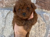 Toy Poodle Safkan Yavrular