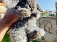 Teddy Lop tavşanı yavrular Sahiplendirilecek