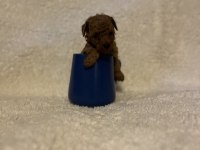 Teacup mikro Poodle bebeklerimiz