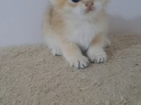 British Shorthair Golden Erkek