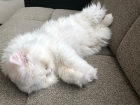 DOLL FACE İRAN KEDİMİZ
