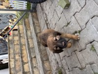 1 Ocak Doğumlu Bakımlı Yavru Köpekler