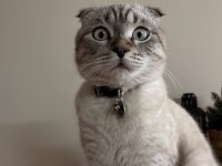 Scottish fold blue point oğluma eş arıyoruz