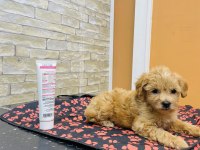 ORJİNAL MİNİ BOY MALTİPOO YAVRULAR