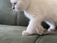 Yakışıklı paşalarım scottish fold