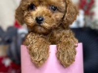 Toy poodle köpeği
