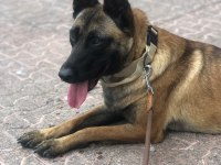 Dişi 2 yaşında sahiplendirilecek malinois yer of