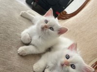 British shorthair yavrularımıza ömürlük yuva arıyorum