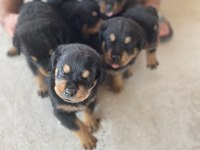 Erkek ve dişi rottweiler yavrular