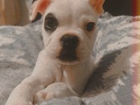 French bulldog (Korsan)