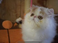 Exotic longhair mavi ve göz ve odd eyes taşıyıcı