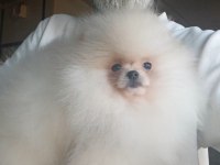 Orijinal pomeranian boo