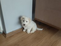Erkek 4 aylık terrier