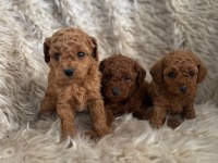 2 aylık Kore poodle bebekler