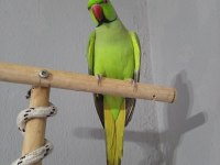 Evcil Pakistan papağanımız
