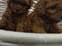 TOY POODLE sahiplendiriliyor