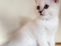Son British Shorthair Yavru