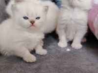ÖZEL OLMAK İSTEYENLERE RAGDOLL YAVRULAR