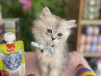 Chinchilla Kuzum Yeni Ailesi İçin Hazır
