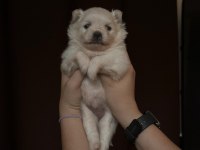 ŞİRİNLİĞİ İLE BÜYÜLEYEN POMERANİAN BOO YAVRULAR