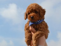 Eğitimli Toy Poodle Yavrular