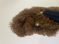 4 aylık dişi Toy Poodle