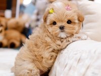 Safkan Toy Poodle Bebeklerimiz