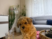 Kore Poodle Yavru