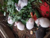 9 tane yavru tavşan aslan baş var karışık cins