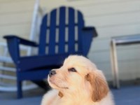 Poncik Golden Retriever Yavrular