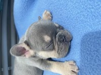 Yavru köpeğimizi sahiplendirme