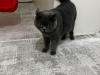 Scottish fold kedisi