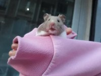 Suriye cinsi hamster