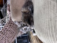 Geleceğin Kraliçe Adayları Minik Maine Coon Prensesler
