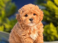 Irk Ve Sağlık Garantili Maltipoo Bebekler