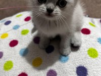 Yavru british shorthair kedilerimiz sahiplendirilecek