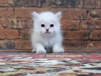 British Longhair Golden Kedim 1,5 Aylık